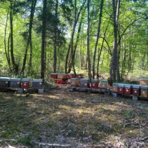 Essaims sur 3 Cadres de l'année