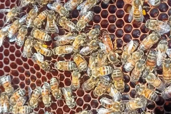 vente reine fécondée buckfast