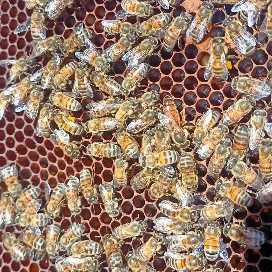 vente reine fécondée buckfast