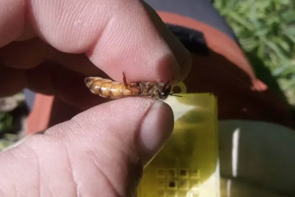 Reine Buckfast fécondée prête à pondre