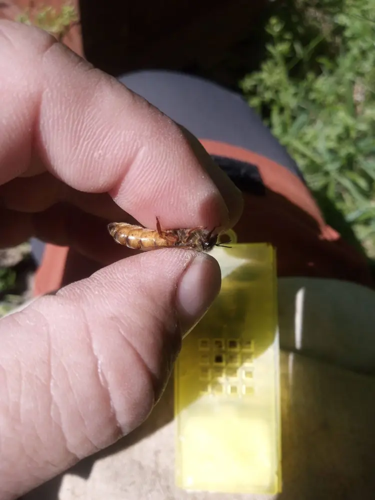 Reine Buckfast fécondée prête à pondre