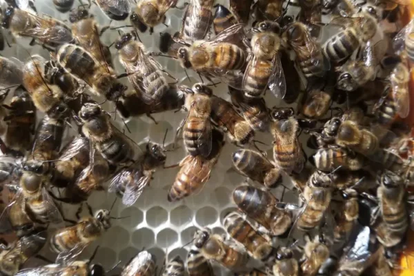 Abeilles buckfast sur une alvéole de miel dans un apidea.
