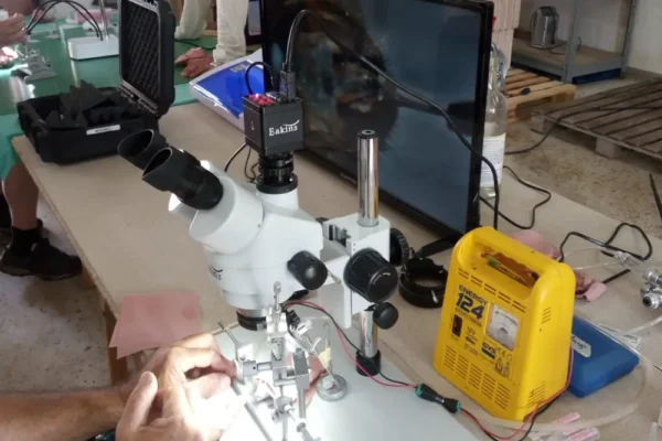 Mise en place d'une reine abeille pour sont insémination