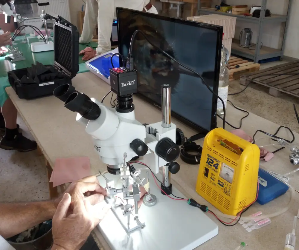Mise en place d'une reine abeille pour sont insémination